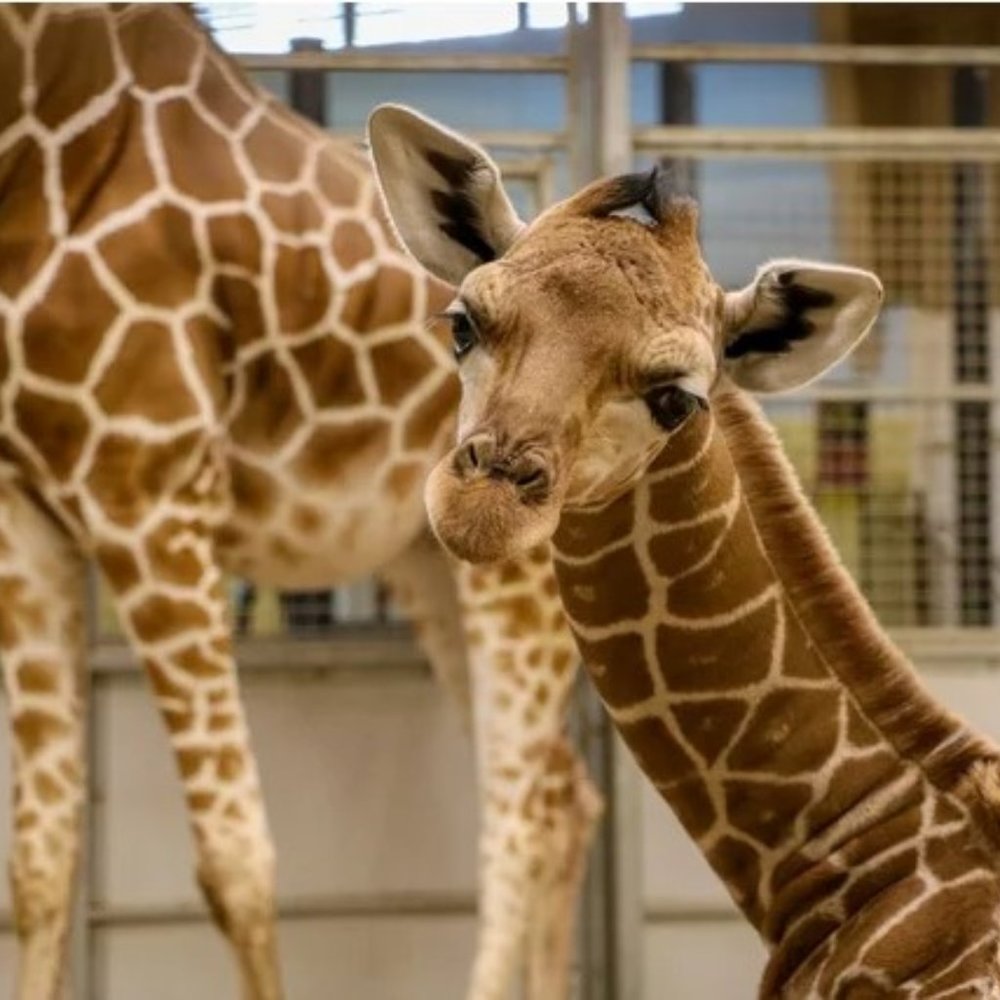 Meet your Posher, Terry